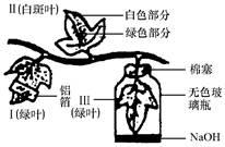 2012初中生物中考测试模拟题