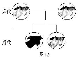 2011年东营市初中学业考试  生物试题