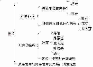 茎是由芽发育成的教案设计