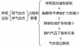 肺的通气教案设计