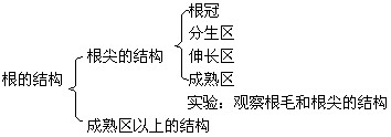 根的结构教案设计